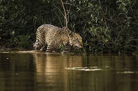 jaguar stalking
